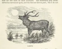 An illustration from Seonee, or, camp life on the Satpura Range ... Illustrated by the author, etc (1887)