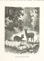 An illustration from Bilder aus Elsass Lothringen. Original-Zeichnungen von R. Assmus ... Schilderungen von K. S (1876)