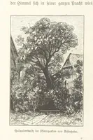 An illustration from Bilder aus Elsass Lothringen. Original-Zeichnungen von R. Assmus ... Schilderungen von K. S (1876)