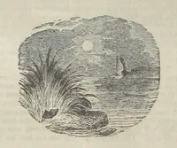 An illustration from Maid Marian, the Forest Queen, being a companion to “Robin Hood.” (1849)
