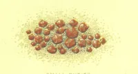 Picture 34 of 42 from Precious Stones and Gems ... Third edition (1882), leaf 235