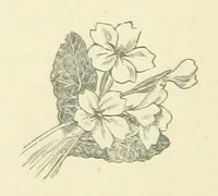 An illustration from Precious Stones and Gems ... Fifth edition, revised and largely rewritten, with chapters on the ruby mines of Burma (1892)