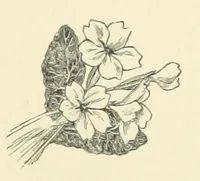 An illustration from Precious Stones and Gems ... Fifth edition, revised and largely rewritten, with chapters on the ruby mines of Burma (1892)