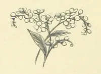 An illustration from Precious Stones and Gems ... Fifth edition, revised and largely rewritten, with chapters on the ruby mines of Burma (1892)
