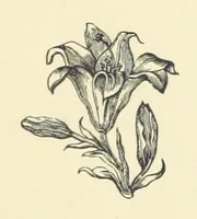 An illustration from Precious Stones and Gems ... Fifth edition, revised and largely rewritten, with chapters on the ruby mines of Burma (1892)