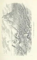 An illustration from Jethou; or, Crusoe life in the Channel Isles (1892)