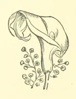 An illustration from My Lost Manuscript. The romance of a school (1894)