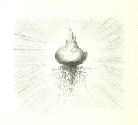 An illustration from Voyage aux Pyrénées ... Troisième édition illustrée par Gustave Doré (1860)