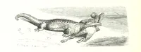 An illustration from Voyage aux Pyrénées ... Troisième édition illustrée par Gustave Doré (1860)
