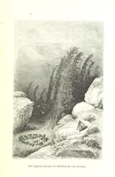 An illustration from Voyage aux Pyrénées ... Troisième édition illustrée par Gustave Doré (1860)