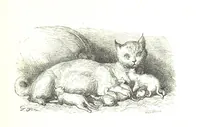 An illustration from Voyage aux Pyrénées ... Troisième édition illustrée par Gustave Doré (1860)