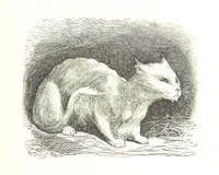 An illustration from Voyage aux Pyrénées ... Troisième édition illustrée par Gustave Doré (1860)
