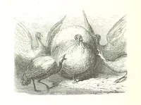 An illustration from Voyage aux Pyrénées ... Troisième édition illustrée par Gustave Doré (1860)