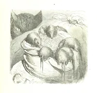 An illustration from Voyage aux Pyrénées ... Troisième édition illustrée par Gustave Doré (1860)