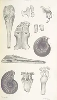 An illustration from The Yorkshire Lias. [With illustrations and a map (1876)