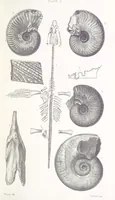 An illustration from The Yorkshire Lias. [With illustrations and a map (1876)