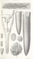 An illustration from The Yorkshire Lias. [With illustrations and a map (1876)