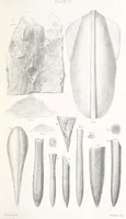 An illustration from The Yorkshire Lias. [With illustrations and a map (1876)