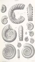 An illustration from The Yorkshire Lias. [With illustrations and a map (1876)