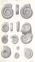 An illustration from The Yorkshire Lias. [With illustrations and a map (1876)
