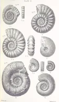 An illustration from The Yorkshire Lias. [With illustrations and a map (1876)