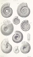 An illustration from The Yorkshire Lias. [With illustrations and a map (1876)