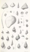 An illustration from The Yorkshire Lias. [With illustrations and a map (1876)