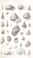 An illustration from The Yorkshire Lias. [With illustrations and a map (1876)