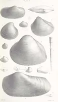 An illustration from The Yorkshire Lias. [With illustrations and a map (1876)