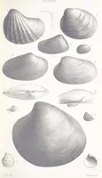 An illustration from The Yorkshire Lias. [With illustrations and a map (1876)