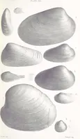 An illustration from The Yorkshire Lias. [With illustrations and a map (1876)
