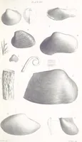 An illustration from The Yorkshire Lias. [With illustrations and a map (1876)