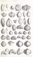 An illustration from The Yorkshire Lias. [With illustrations and a map (1876)