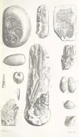 An illustration from The Yorkshire Lias. [With illustrations and a map (1876)