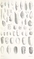 An illustration from The Yorkshire Lias. [With illustrations and a map (1876)