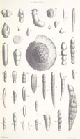 An illustration from The Yorkshire Lias. [With illustrations and a map (1876)