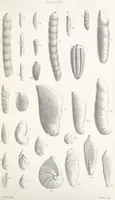 An illustration from The Yorkshire Lias. [With illustrations and a map (1876)
