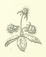 Picture 5 of 7 from Cyrilla, a tale (1872), leaf 152