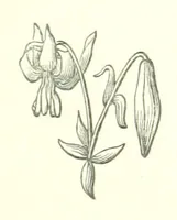 An illustration from Cyrilla, a tale (1872)