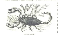 An illustration from Leaflets from the Danish West Indies: descriptive of the social, political and commercial condition of these Islands ... With a portrait of the author and a biographical sketch, ... by P. Linet (1888)