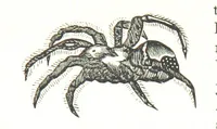 An illustration from Leaflets from the Danish West Indies: descriptive of the social, political and commercial condition of these Islands ... With a portrait of the author and a biographical sketch, ... by P. Linet (1888)