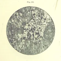 An illustration from British Petrography: with special reference to the igneous rocks. With ... plates. (Glossary of terms used in describing Rocks By F. H. Hatch.) (1888)