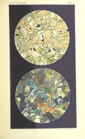 Picture 22 of 109 from British Petrography: with special reference to the igneous rocks. With ... plates. (Glossary of terms used in describing Rocks By F. H. Hatch.) (1888), leaf 477