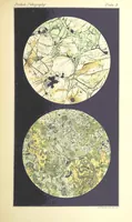 Picture 26 of 109 from British Petrography: with special reference to the igneous rocks. With ... plates. (Glossary of terms used in describing Rocks By F. H. Hatch.) (1888), leaf 485