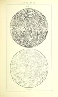 Picture 43 of 109 from British Petrography: with special reference to the igneous rocks. With ... plates. (Glossary of terms used in describing Rocks By F. H. Hatch.) (1888), leaf 519