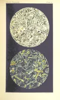 Picture 44 of 109 from British Petrography: with special reference to the igneous rocks. With ... plates. (Glossary of terms used in describing Rocks By F. H. Hatch.) (1888), leaf 521
