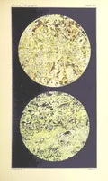 Picture 46 of 109 from British Petrography: with special reference to the igneous rocks. With ... plates. (Glossary of terms used in describing Rocks By F. H. Hatch.) (1888), leaf 525