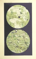 Picture 56 of 109 from British Petrography: with special reference to the igneous rocks. With ... plates. (Glossary of terms used in describing Rocks By F. H. Hatch.) (1888), leaf 545