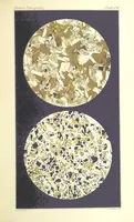 Picture 64 of 109 from British Petrography: with special reference to the igneous rocks. With ... plates. (Glossary of terms used in describing Rocks By F. H. Hatch.) (1888), leaf 561