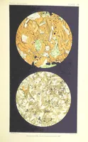 Picture 73 of 109 from British Petrography: with special reference to the igneous rocks. With ... plates. (Glossary of terms used in describing Rocks By F. H. Hatch.) (1888), leaf 579